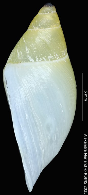 BE-RBINS-INV-MT-4006-Drymaeus-ommatidia-pt-L.jpg