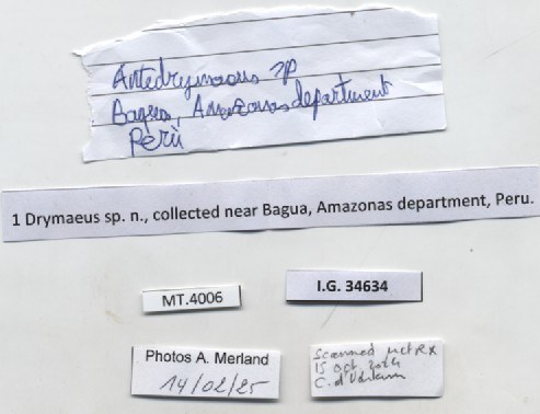 BE-RBINS-INV-MT-4006-Drymaeus-ommatidia-pt-label.jpg