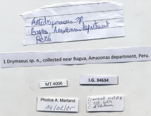 BE-RBINS-INV-MT-4006-Drymaeus-ommatidia-pt-label.jpg