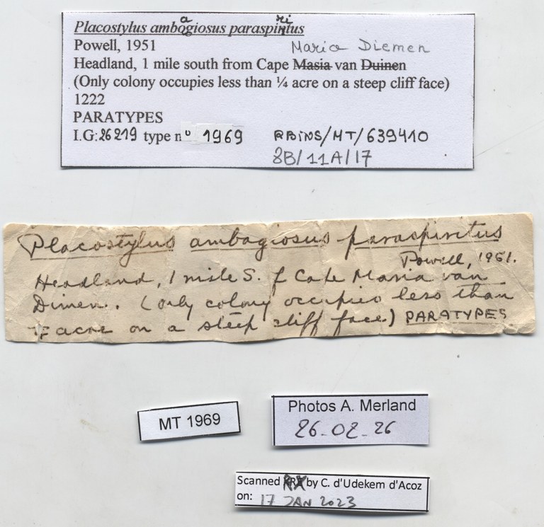 BE-RBINS-INV-MT-1969-Placostylus-(Maoristylus)-ambagiosus-paraspiritus-pt-label.jpg