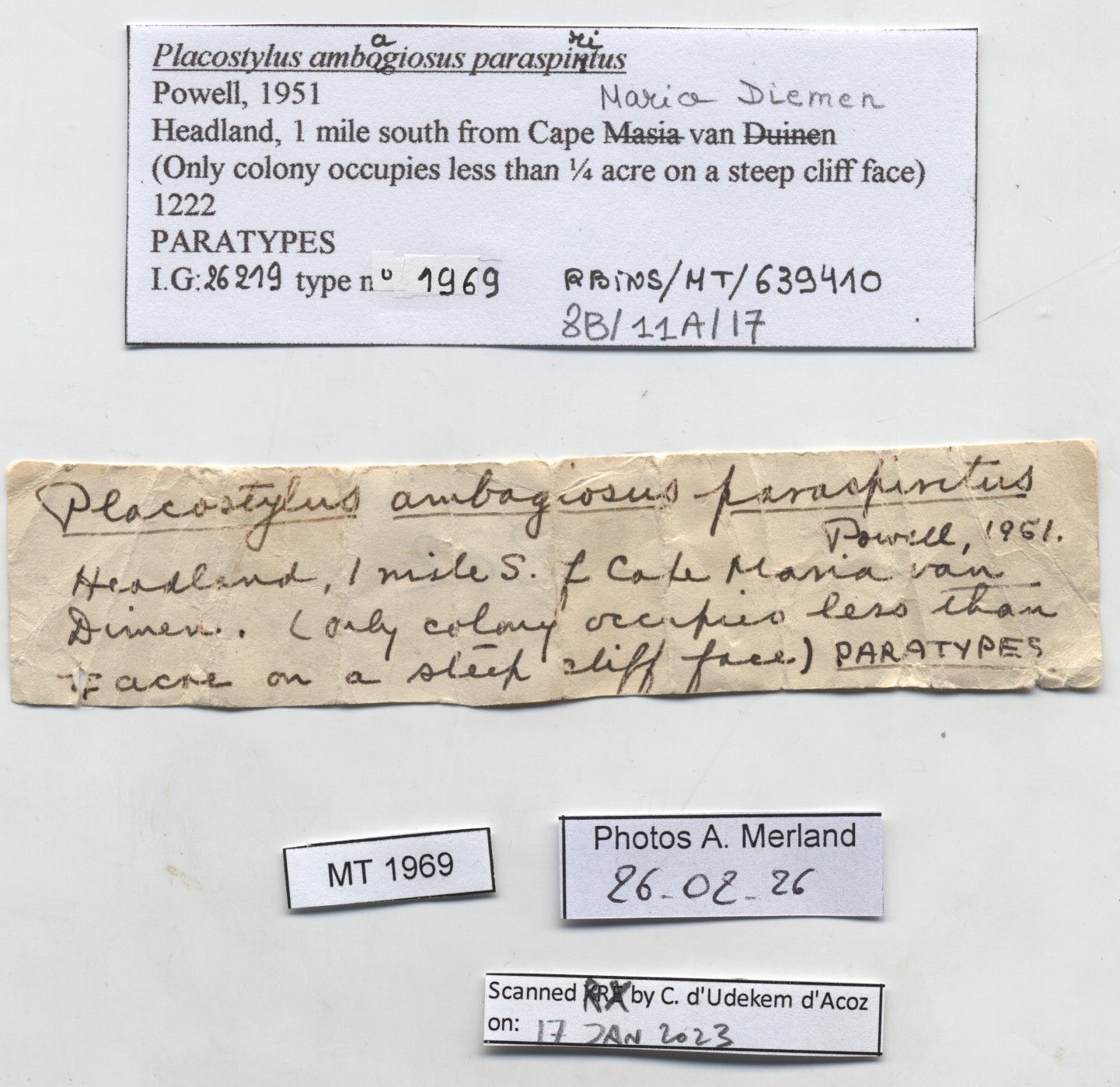 BE-RBINS-INV-MT-1969-Placostylus-(Maoristylus)-ambagiosus-paraspiritus-pt-label.jpg