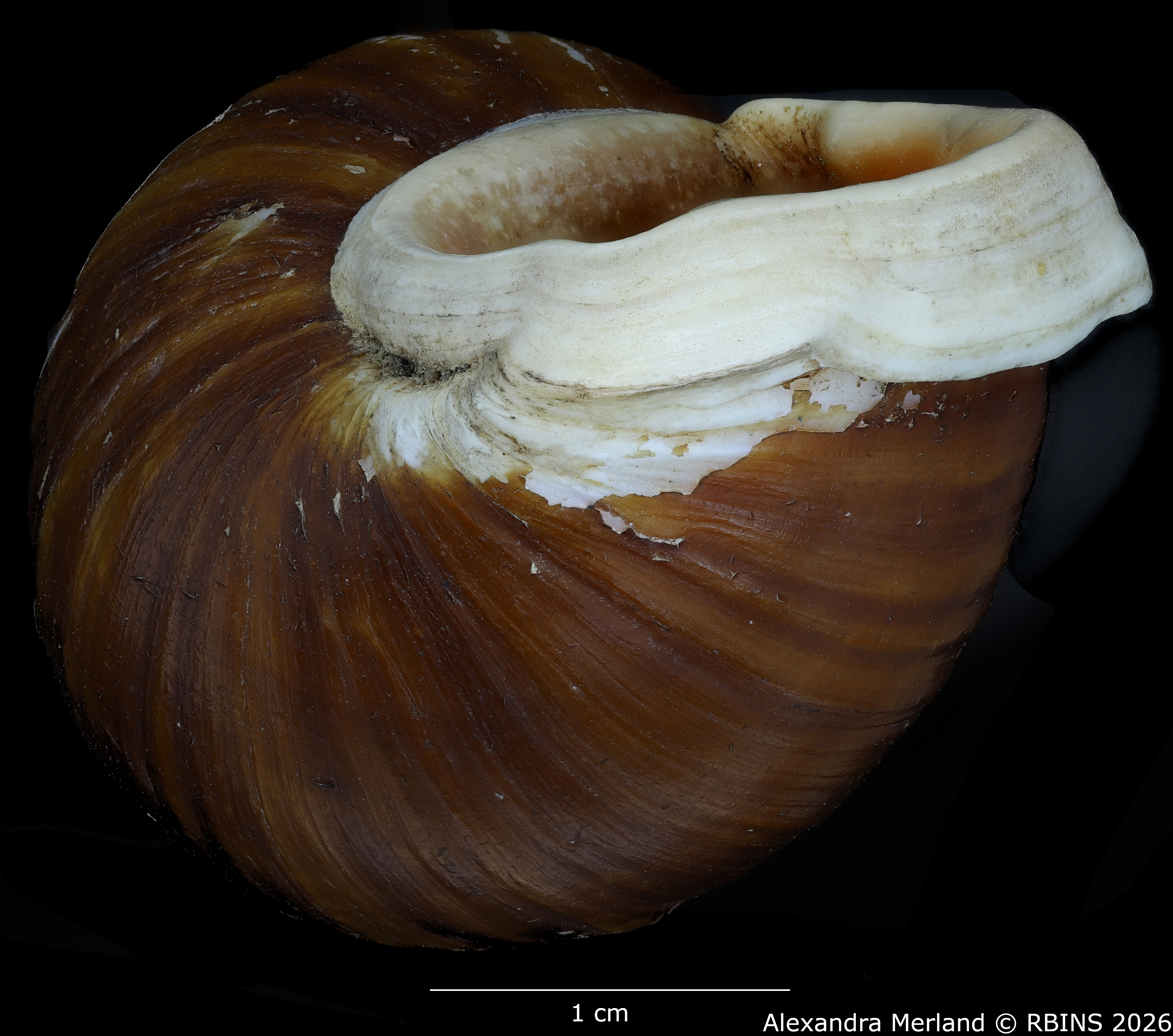 BE-RBINS-INV-MT-376-Placostylus-(Maoristylus)-ambagiosus-whareana-pt-Bottom.jpg