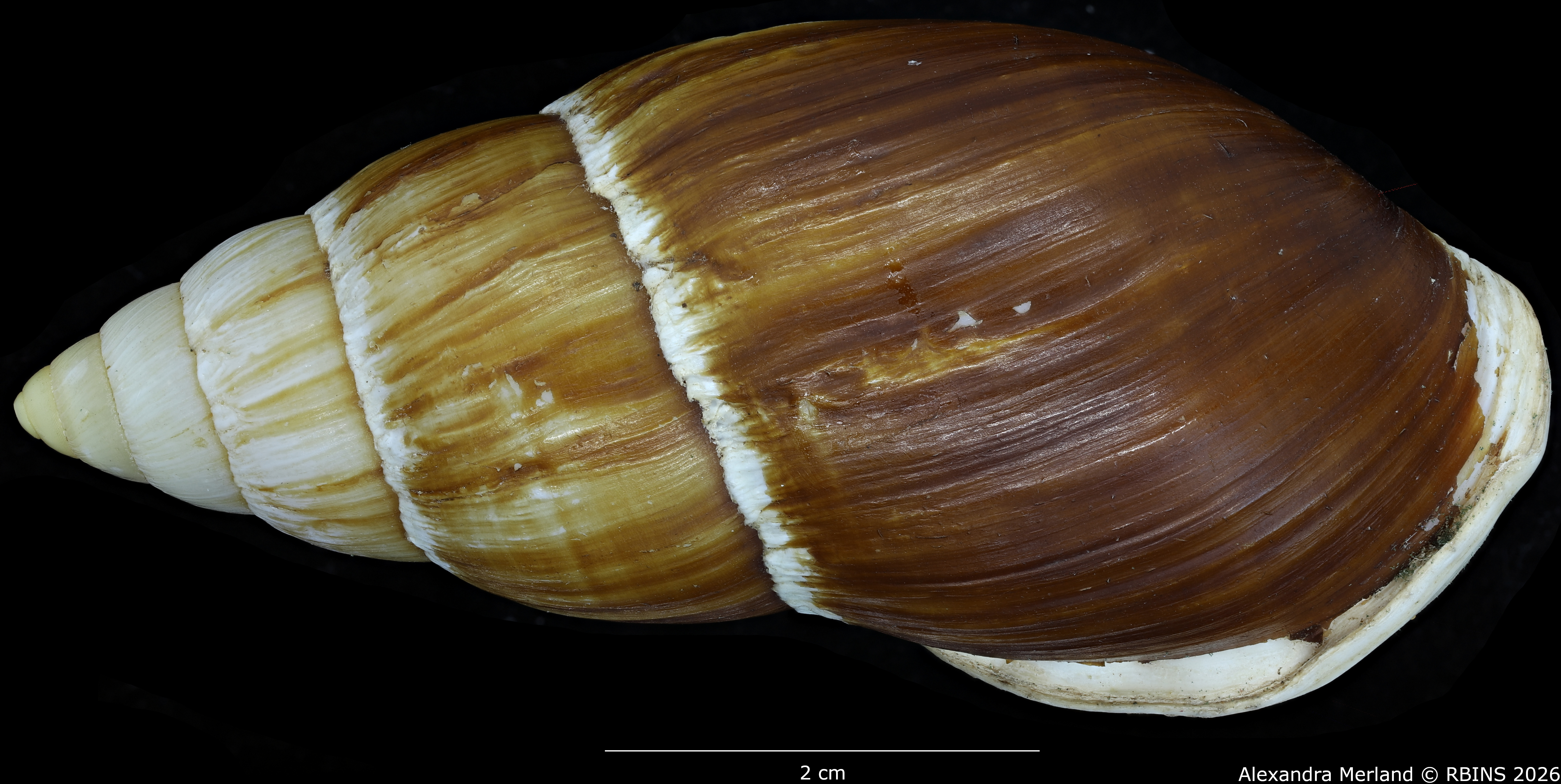 BE-RBINS-INV-MT-376-Placostylus-(Maoristylus)-ambagiosus-whareana-pt-D.jpg