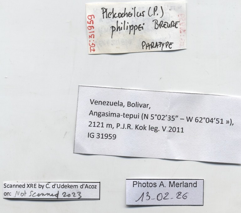 BE-RBINS-INV-MT-2577-Plekocheilus-(Plekocheilus)-philippei-pt-label.jpg