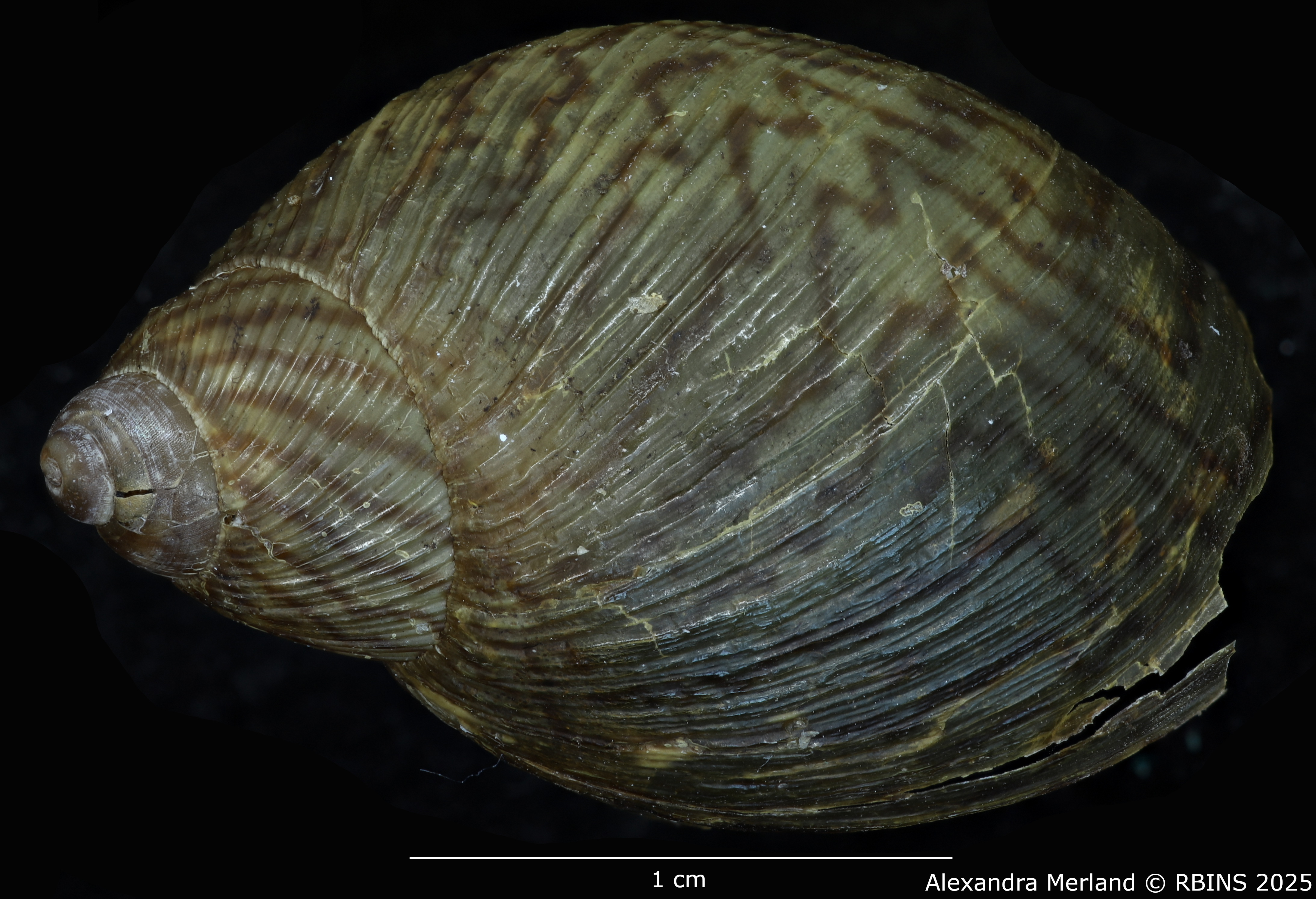 BE-RBINS-INV-MT-2578-Plekocheilus-(Plekocheilus)-philippei-pt-D.jpg