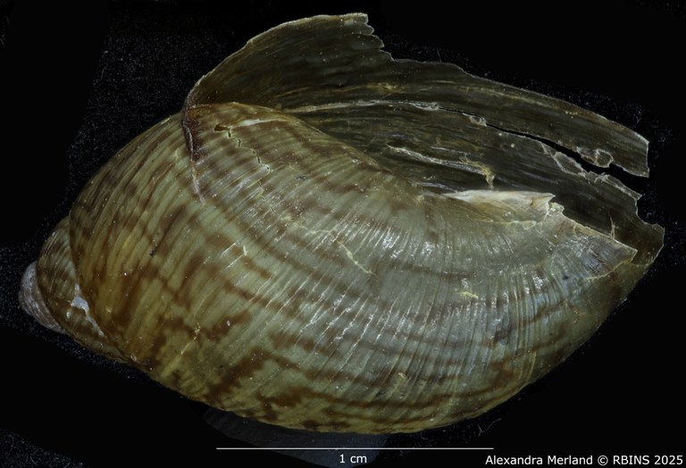 BE-RBINS-INV-MT-2578-Plekocheilus-(Plekocheilus)-philippei-pt-L.jpg BE-RBINS-INV-MT-2578-Plekocheilus-(Plekocheilus)-philippei-pt-L.jpg