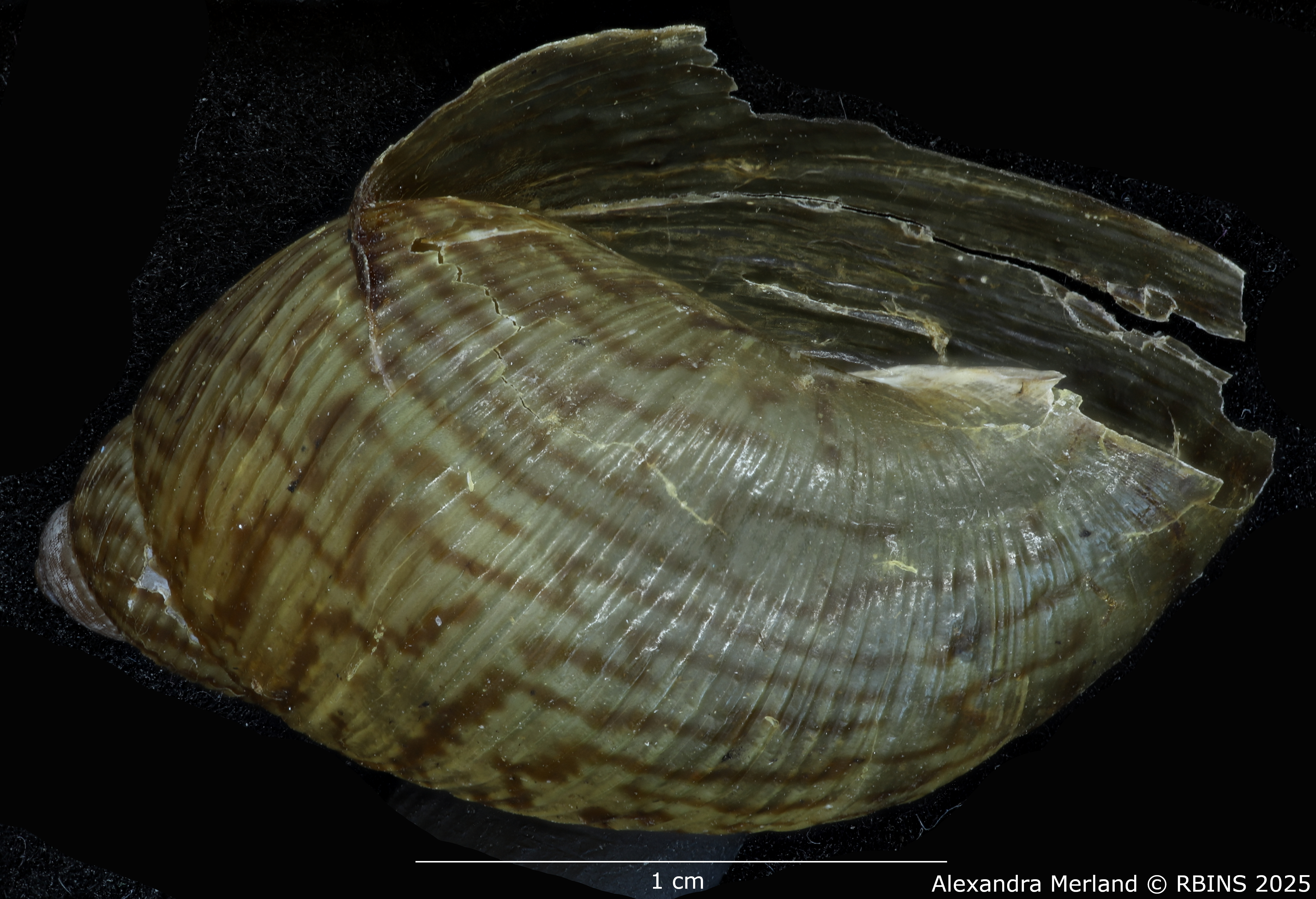 BE-RBINS-INV-MT-2578-Plekocheilus-(Plekocheilus)-philippei-pt-L.jpg