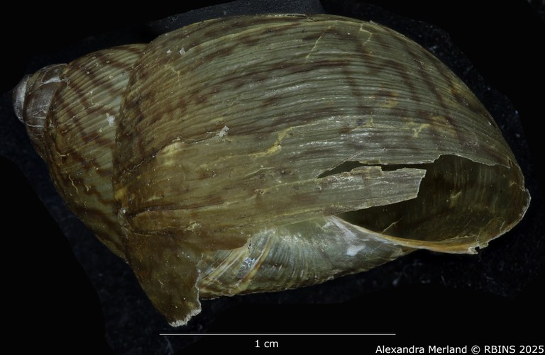 BE-RBINS-INV-MT-2578-Plekocheilus-(Plekocheilus)-philippei-pt-L2.jpg BE-RBINS-INV-MT-2578-Plekocheilus-(Plekocheilus)-philippei-pt-L2.jpg