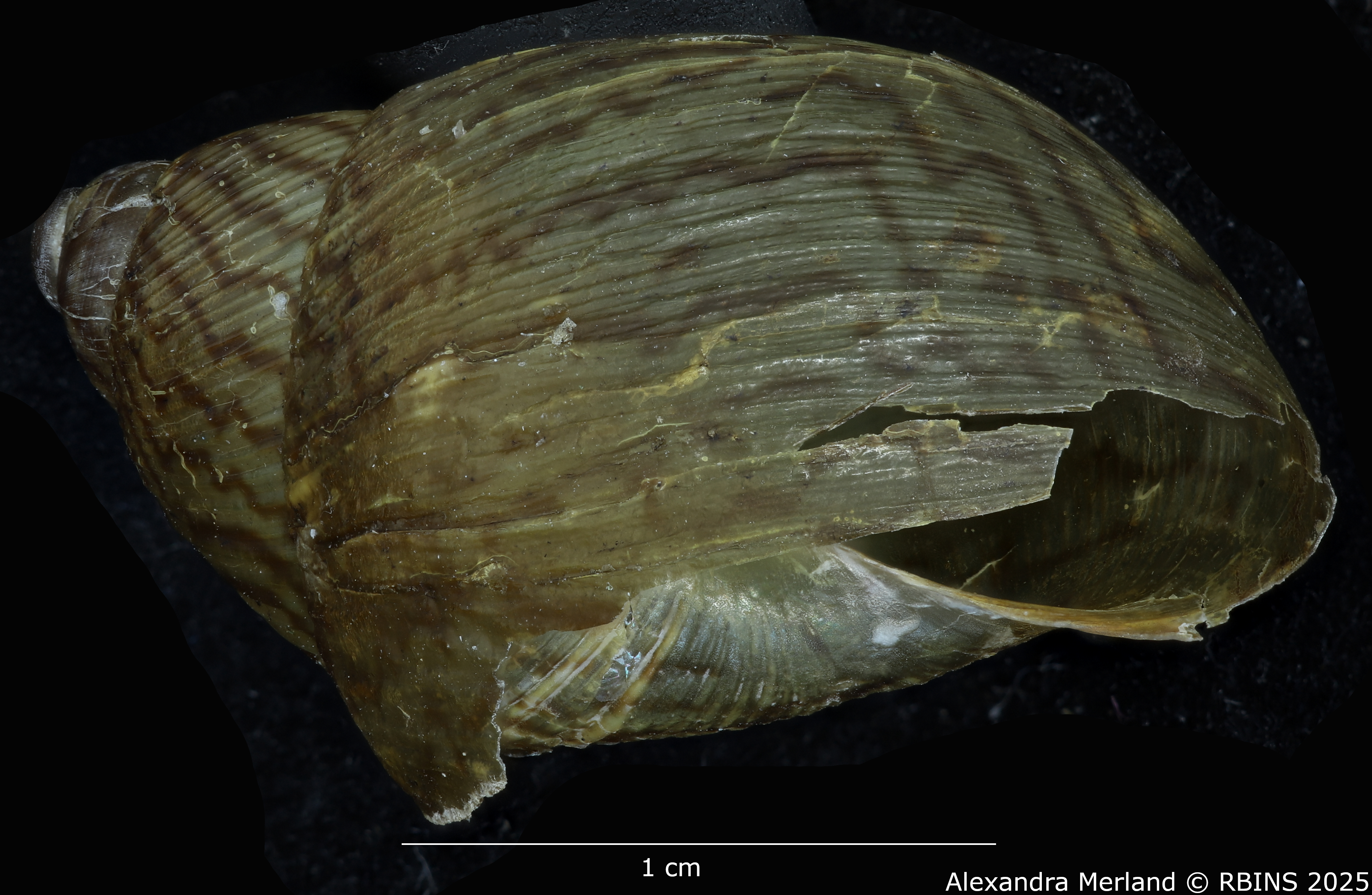 BE-RBINS-INV-MT-2578-Plekocheilus-(Plekocheilus)-philippei-pt-L2.jpg