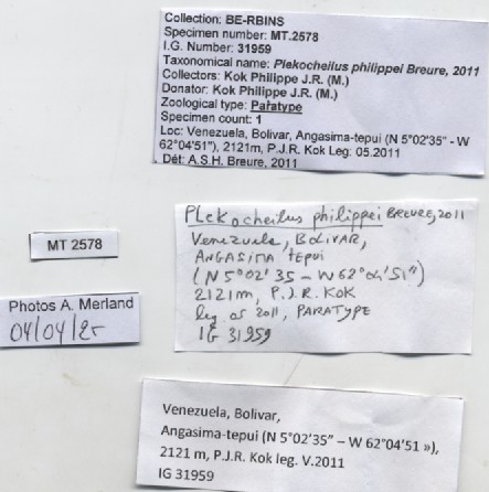 BE-RBINS-INV-MT-2578-Plekocheilus-(Plekocheilus)-philippei-pt-label.jpg