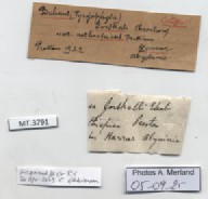 BE-RBINS-INV-MT-3791-Bulinus-forskalii-aethiopica-st-label.jpg