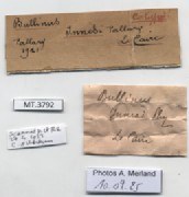 BE-RBINS-INV-MT-3792-Bulinus-innesi-st-label.jpg BE-RBINS-INV-MT-3792-Bulinus-innesi-st-label.jpg