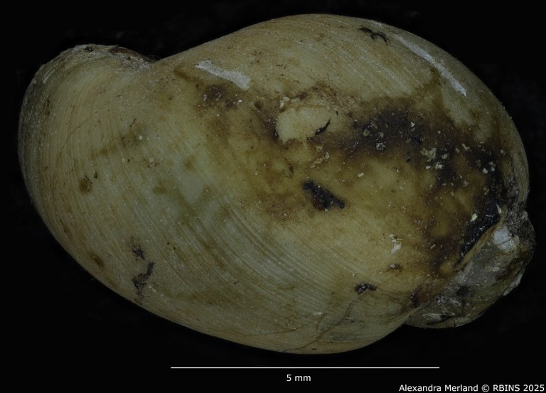BE-RBINS-INV-MT-3794-Bulinus-microstriatus-st-D.jpg BE-RBINS-INV-MT-3794-Bulinus-microstriatus-st-D.jpg