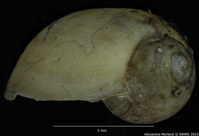 BE-RBINS-INV-MT-3794-Bulinus-microstriatus-st-L.jpg BE-RBINS-INV-MT-3794-Bulinus-microstriatus-st-L.jpg