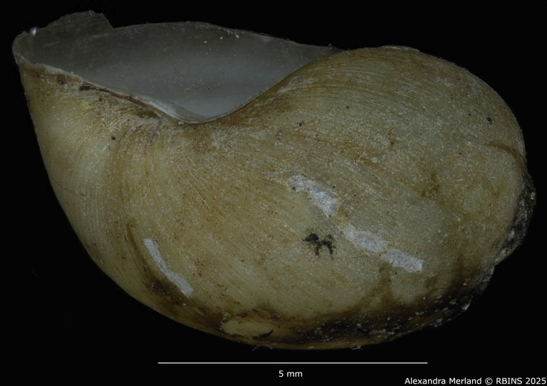 BE-RBINS-INV-MT-3794-Bulinus-microstriatus-st-L2.jpg BE-RBINS-INV-MT-3794-Bulinus-microstriatus-st-L2.jpg