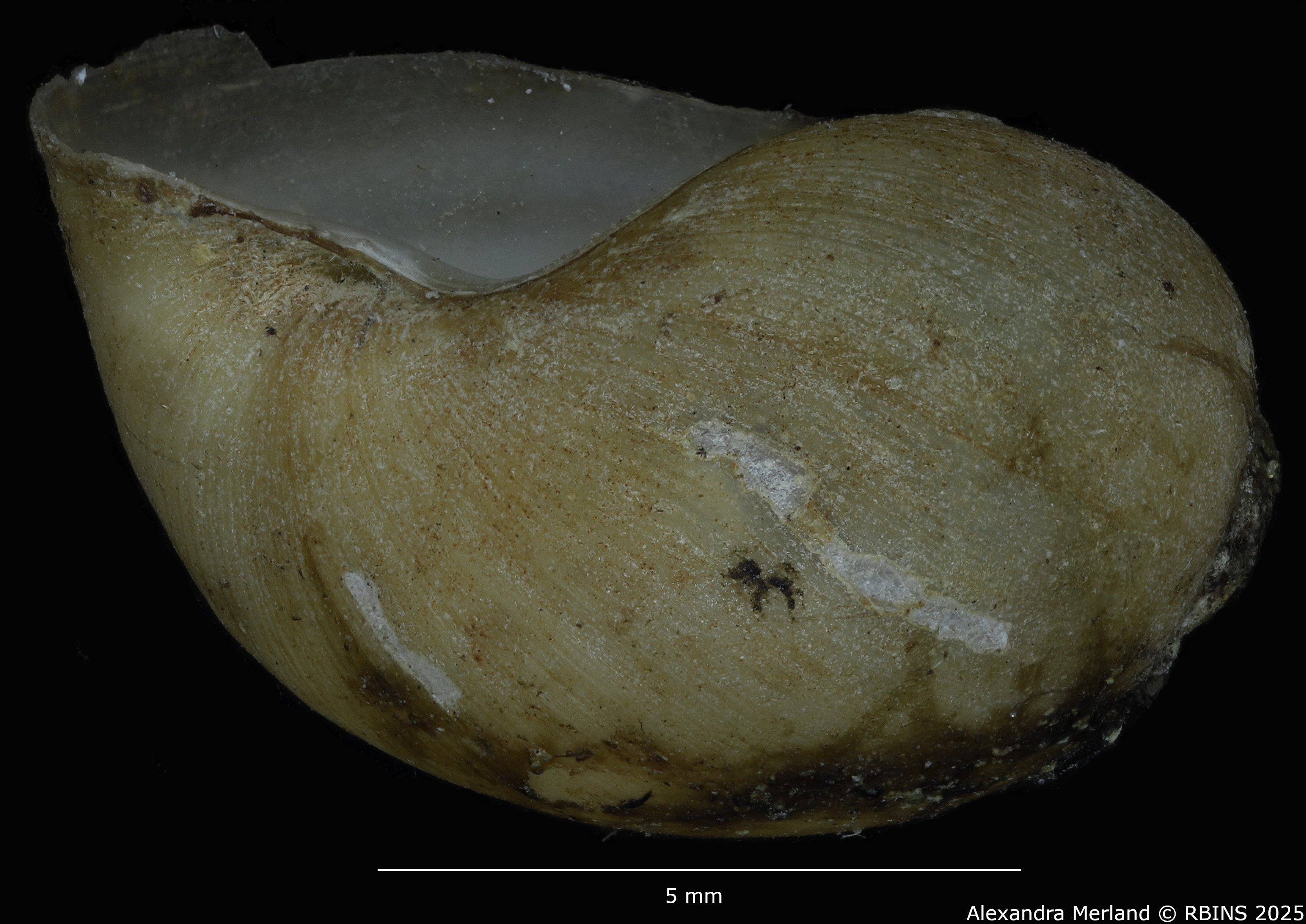 BE-RBINS-INV-MT-3794-Bulinus-microstriatus-st-L2.jpg