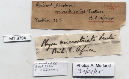 BE-RBINS-INV-MT-3794-Bulinus-microstriatus-st-label.jpg BE-RBINS-INV-MT-3794-Bulinus-microstriatus-st-label.jpg