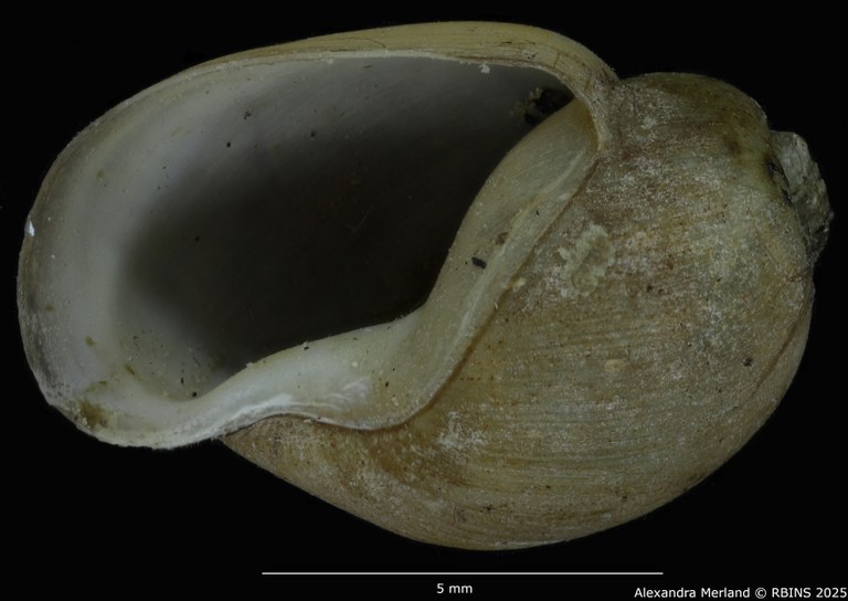 BE-RBINS-INV-MT-3794-Bulinus-microstriatus-st-V.jpg BE-RBINS-INV-MT-3794-Bulinus-microstriatus-st-V.jpg