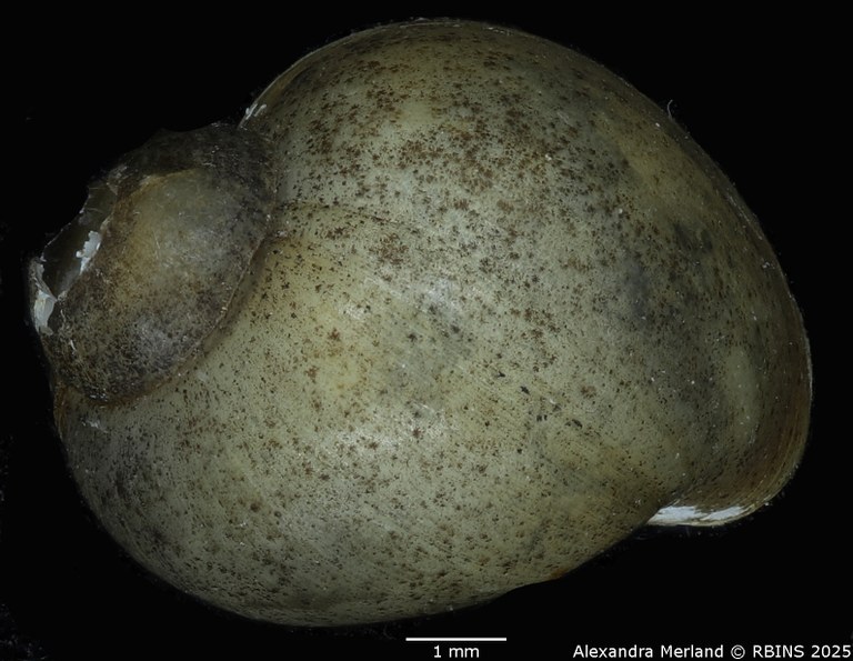 BE-RBINS-INV-MT-143-Bulinus-(Physopsis)-globosus-ugandae-pt-D.jpg BE-RBINS-INV-MT-143-Bulinus-(Physopsis)-globosus-ugandae-pt-D.jpg