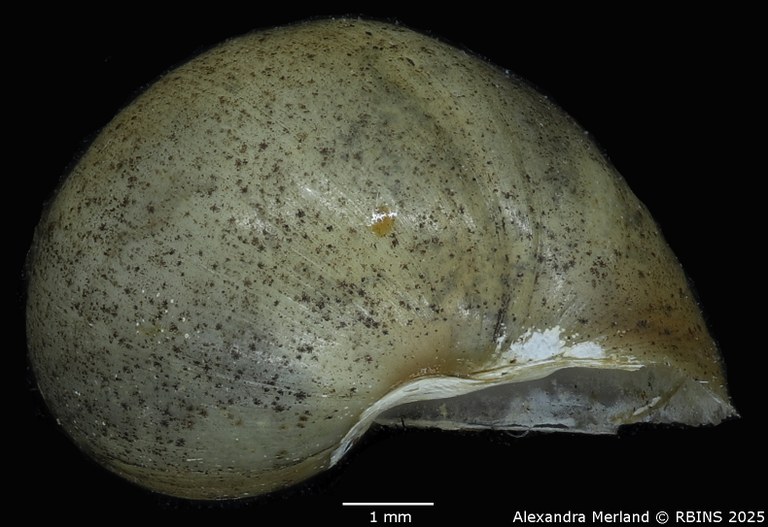 BE-RBINS-INV-MT-143-Bulinus-(Physopsis)-globosus-ugandae-pt-L.jpg BE-RBINS-INV-MT-143-Bulinus-(Physopsis)-globosus-ugandae-pt-L.jpg