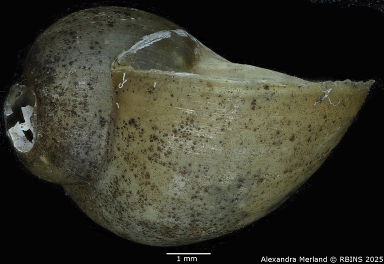 BE-RBINS-INV-MT-143-Bulinus-(Physopsis)-globosus-ugandae-pt-L2.jpg BE-RBINS-INV-MT-143-Bulinus-(Physopsis)-globosus-ugandae-pt-L2.jpg