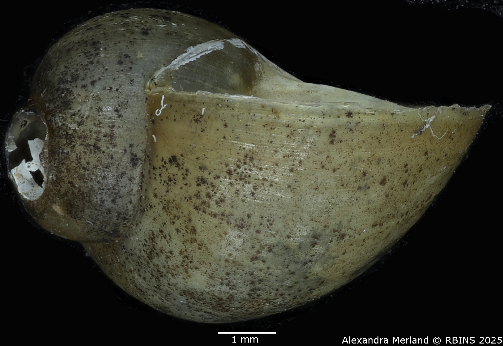 BE-RBINS-INV-MT-143-Bulinus-(Physopsis)-globosus-ugandae-pt-L2.jpg