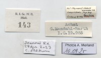 BE-RBINS-INV-MT-143-Bulinus-(Physopsis)-globosus-ugandae-pt-label.jpg BE-RBINS-INV-MT-143-Bulinus-(Physopsis)-globosus-ugandae-pt-label.jpg