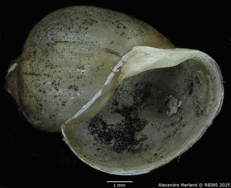 BE-RBINS-INV-MT-143-Bulinus-(Physopsis)-globosus-ugandae-pt-V.jpg BE-RBINS-INV-MT-143-Bulinus-(Physopsis)-globosus-ugandae-pt-V.jpg