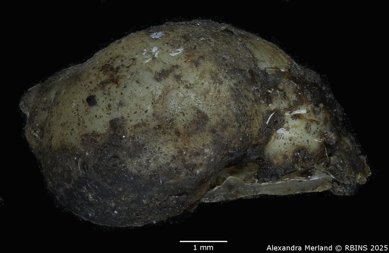 BE-RBINS-INV-MT-3796-Bulinus-rumrutiensis-st-L.jpg