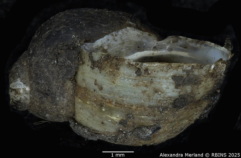BE-RBINS-INV-MT-3796-Bulinus-rumrutiensis-st-L2.jpg