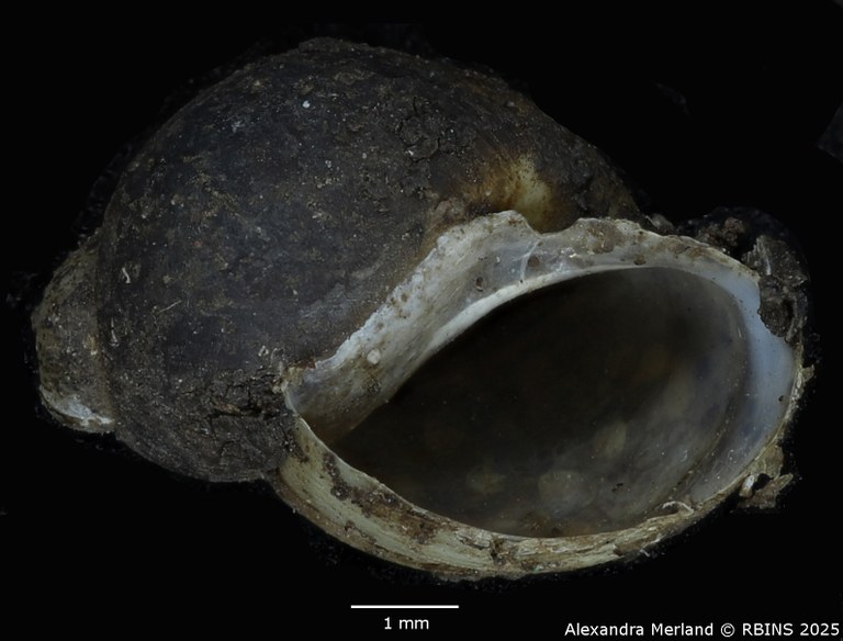 BE-RBINS-INV-MT-3796-Bulinus-rumrutiensis-st-V.jpg