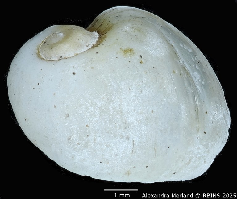BE-RBINS-INV-MT-3797-Bulinus-strigosus-st-D.jpg BE-RBINS-INV-MT-3797-Bulinus-strigosus-st-D.jpg