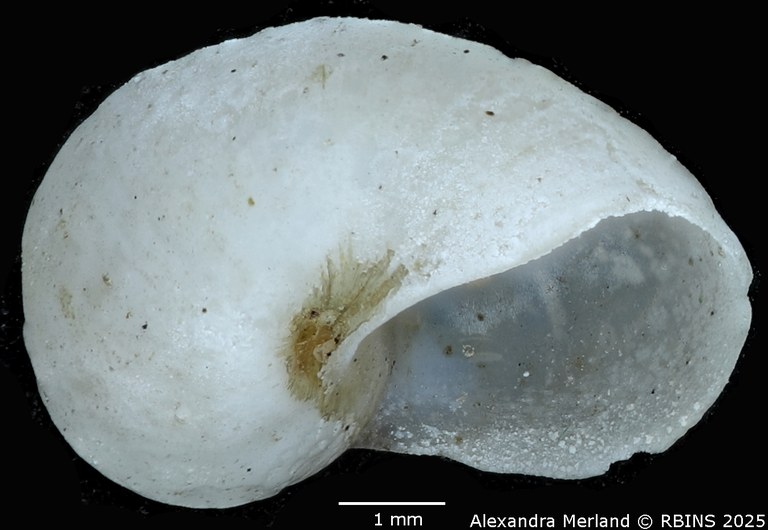 BE-RBINS-INV-MT-3797-Bulinus-strigosus-st-L.jpg BE-RBINS-INV-MT-3797-Bulinus-strigosus-st-L.jpg