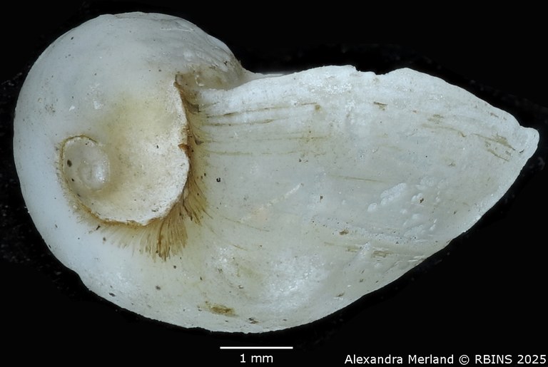 BE-RBINS-INV-MT-3797-Bulinus-strigosus-st-L2.jpg BE-RBINS-INV-MT-3797-Bulinus-strigosus-st-L2.jpg