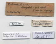BE-RBINS-INV-MT-3797-Bulinus-strigosus-st-label.jpg BE-RBINS-INV-MT-3797-Bulinus-strigosus-st-label.jpg