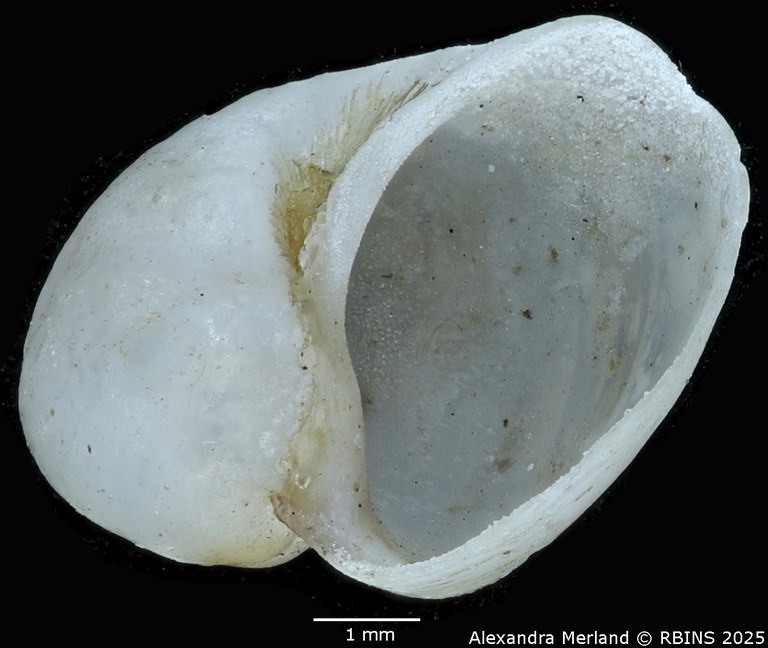 BE-RBINS-INV-MT-3797-Bulinus-strigosus-st-V.jpg BE-RBINS-INV-MT-3797-Bulinus-strigosus-st-V.jpg