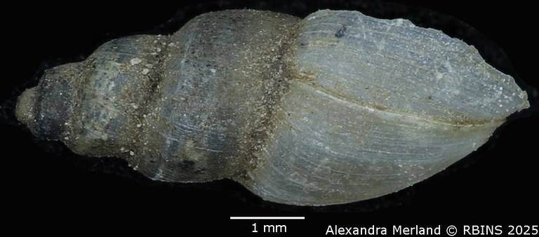 BE-RBINS-INV-MT-3799-Pyrgophysa-forskalii-pulchella-st-D.jpg BE-RBINS-INV-MT-3799-Pyrgophysa-forskalii-pulchella-st-D.jpg