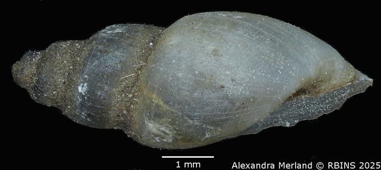 BE-RBINS-INV-MT-3799-Pyrgophysa-forskalii-pulchella-st-L.jpg BE-RBINS-INV-MT-3799-Pyrgophysa-forskalii-pulchella-st-L.jpg