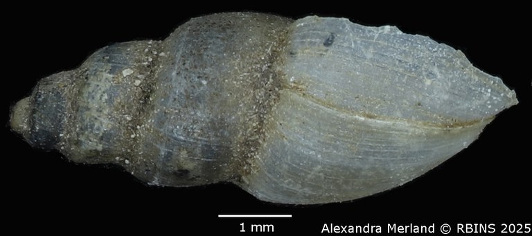 BE-RBINS-INV-MT-3799-Pyrgophysa-forskalii-pulchella-st-L2.jpg BE-RBINS-INV-MT-3799-Pyrgophysa-forskalii-pulchella-st-L2.jpg