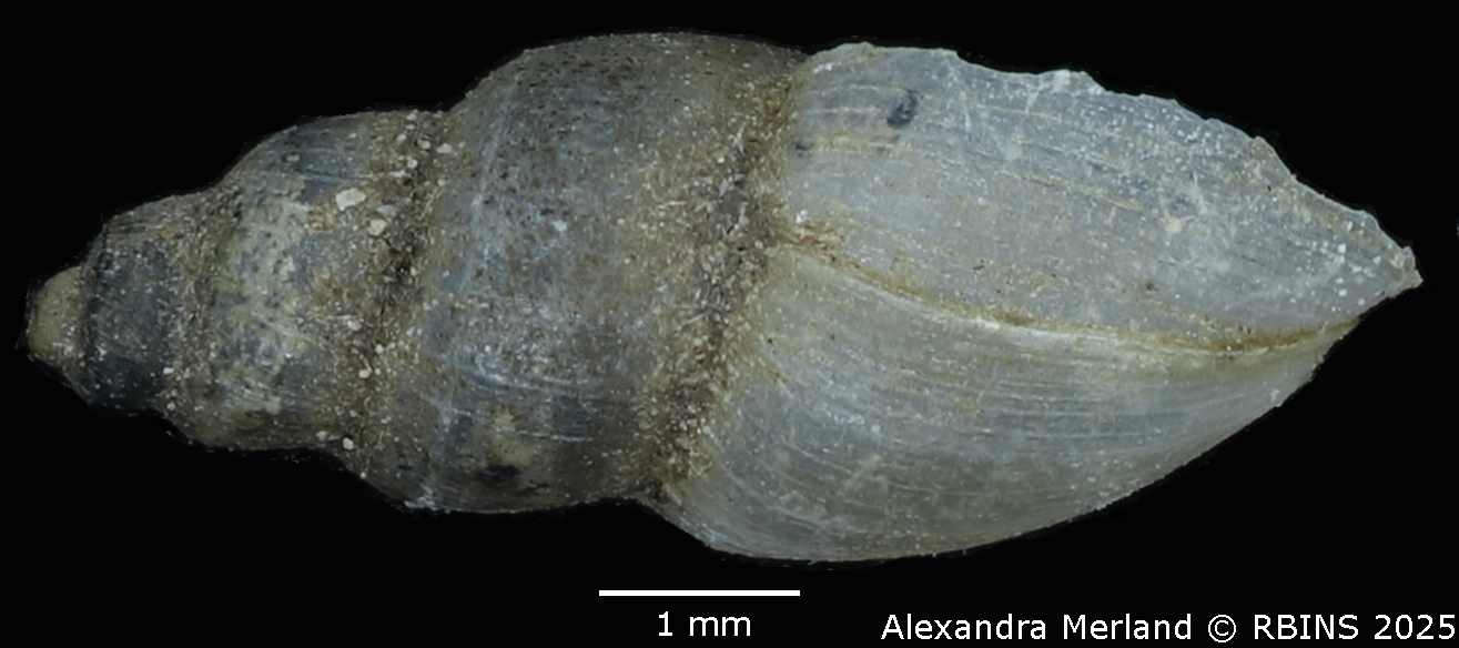 BE-RBINS-INV-MT-3799-Pyrgophysa-forskalii-pulchella-st-L2.jpg