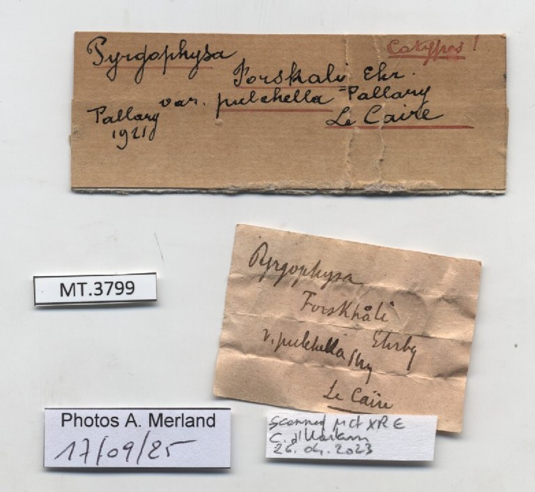 BE-RBINS-INV-MT-3799-Pyrgophysa-forskalii-pulchella-st-label.jpg BE-RBINS-INV-MT-3799-Pyrgophysa-forskalii-pulchella-st-label.jpg
