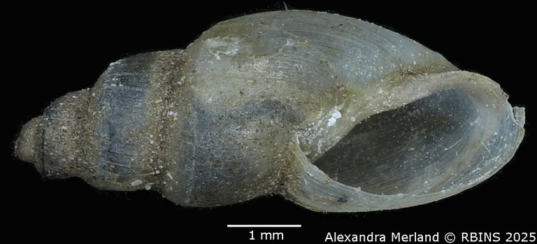 BE-RBINS-INV-MT-3799-Pyrgophysa-forskalii-pulchella-st-V.jpg BE-RBINS-INV-MT-3799-Pyrgophysa-forskalii-pulchella-st-V.jpg