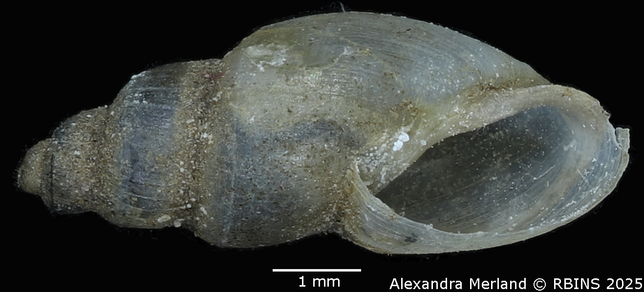 BE-RBINS-INV-MT-3799-Pyrgophysa-forskalii-pulchella-st-V.jpg