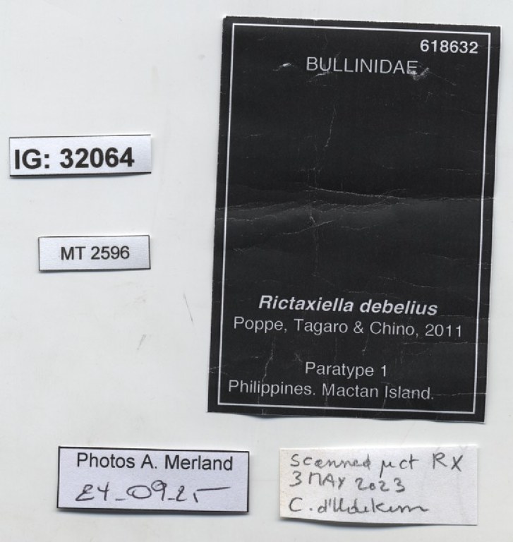 BE-RBINS-INV-MT-2596-Rictaxiella-debelius-pt-label.jpg