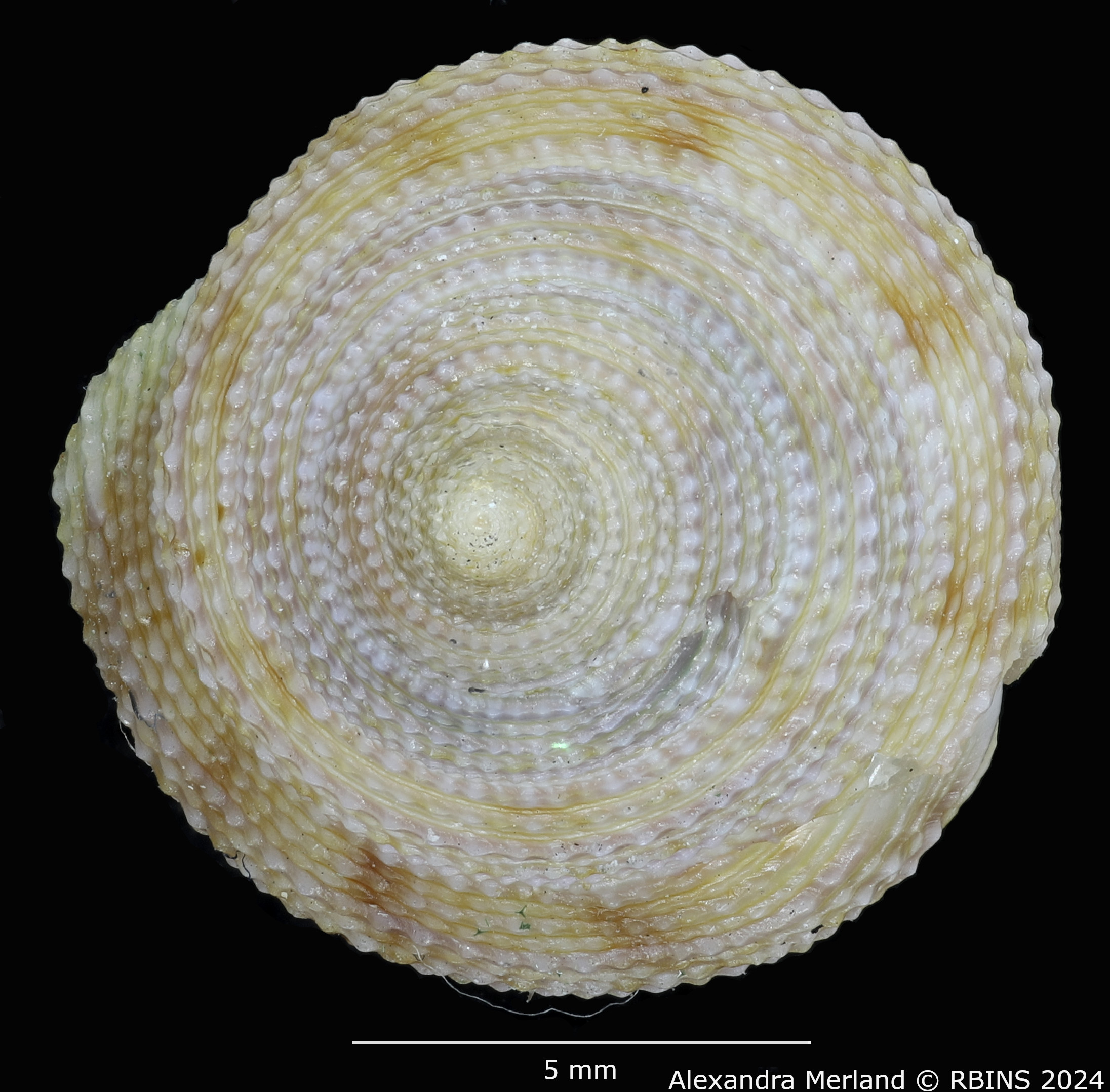 BE-RBINS-INV-MT-3630-Calliostoma-basulensis-pt-D.jpg