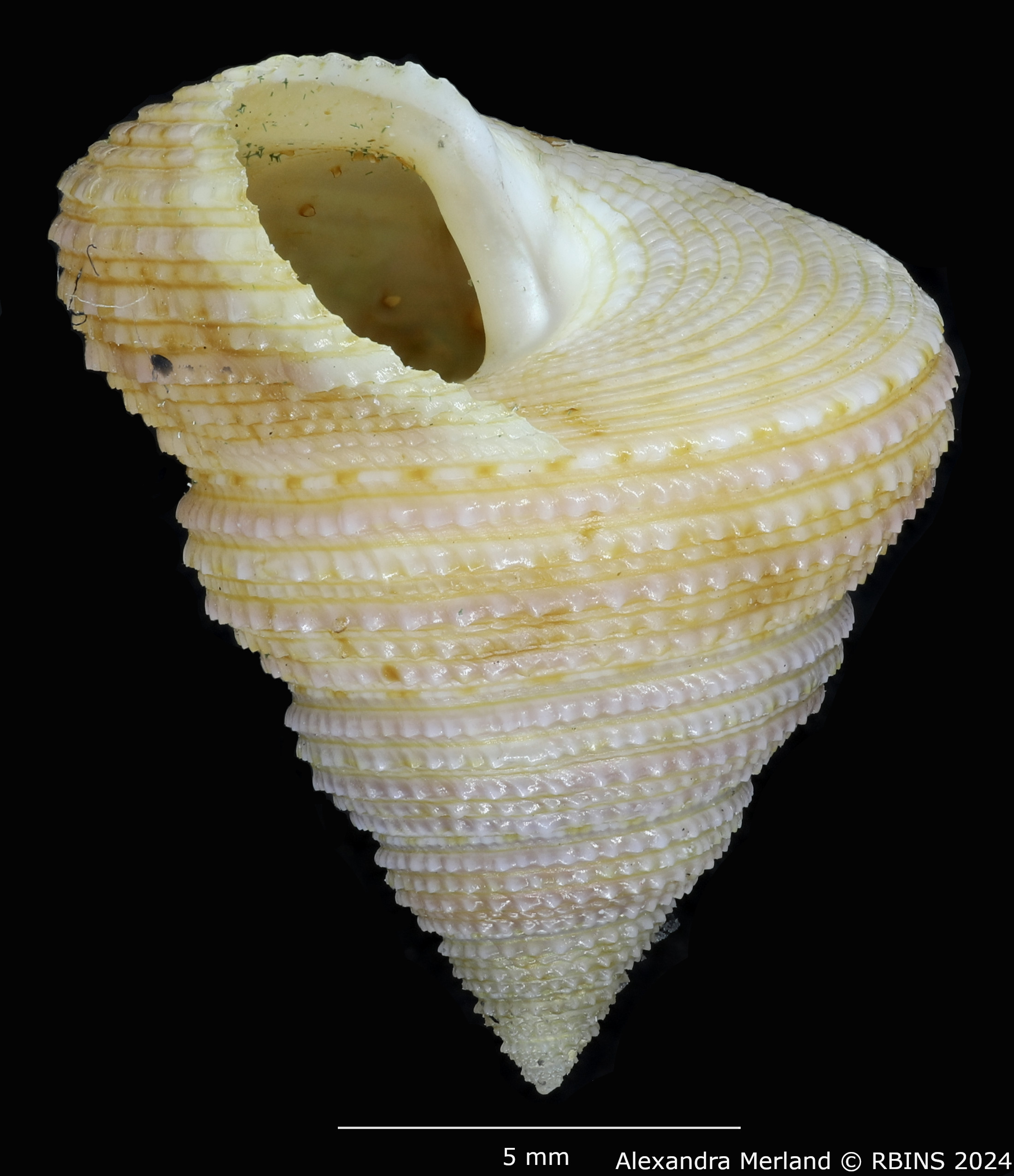BE-RBINS-INV-MT-3630-Calliostoma-basulensis-pt-L.jpg