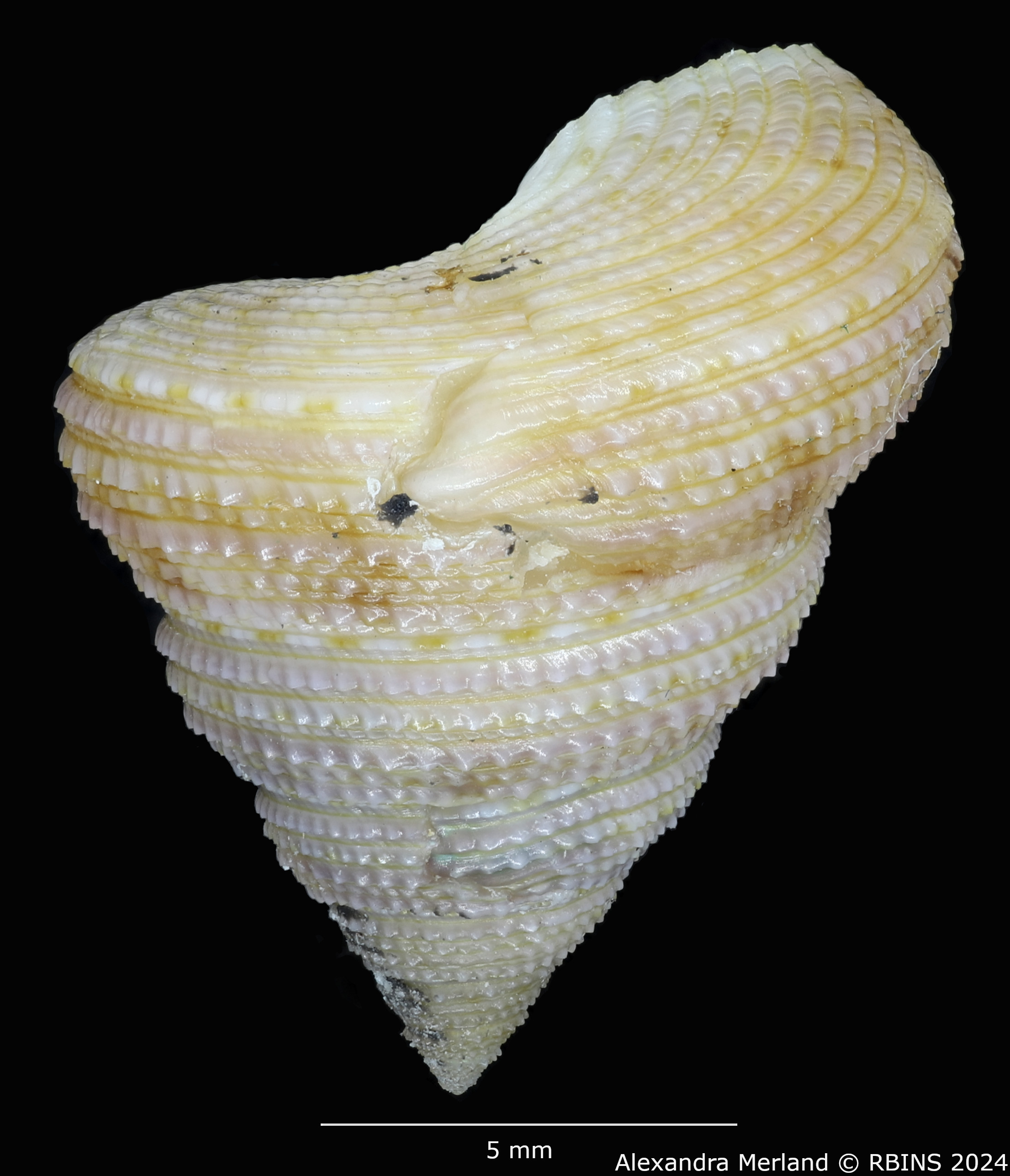 BE-RBINS-INV-MT-3630-Calliostoma-basulensis-pt-L2.jpg