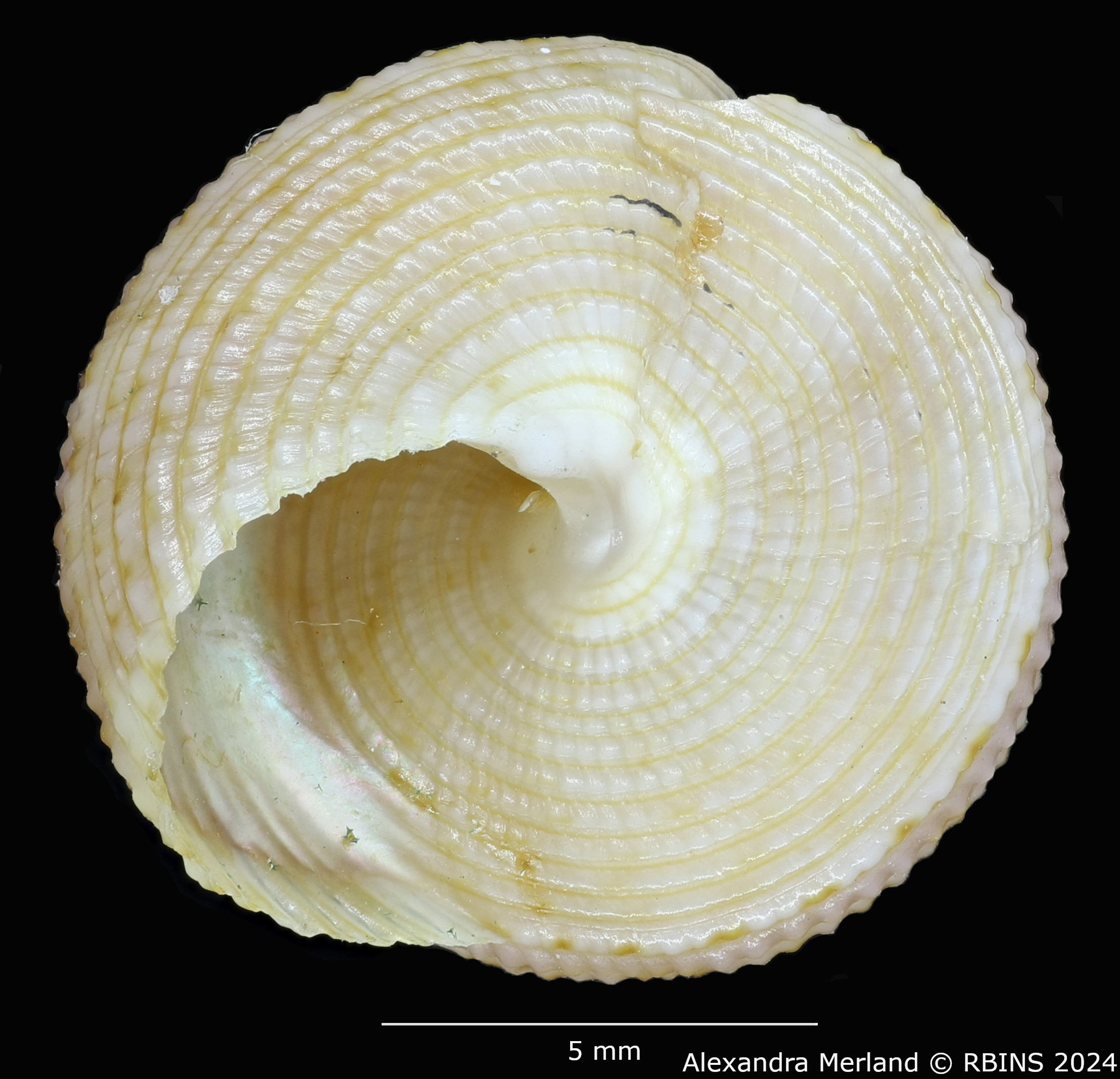 BE-RBINS-INV-MT-3630-Calliostoma-basulensis-pt-V.jpg