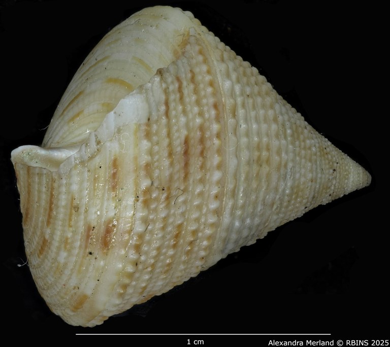 BE-RBINS-INV-MT-3988-Calliostoma-coenyei-ht-L.jpg