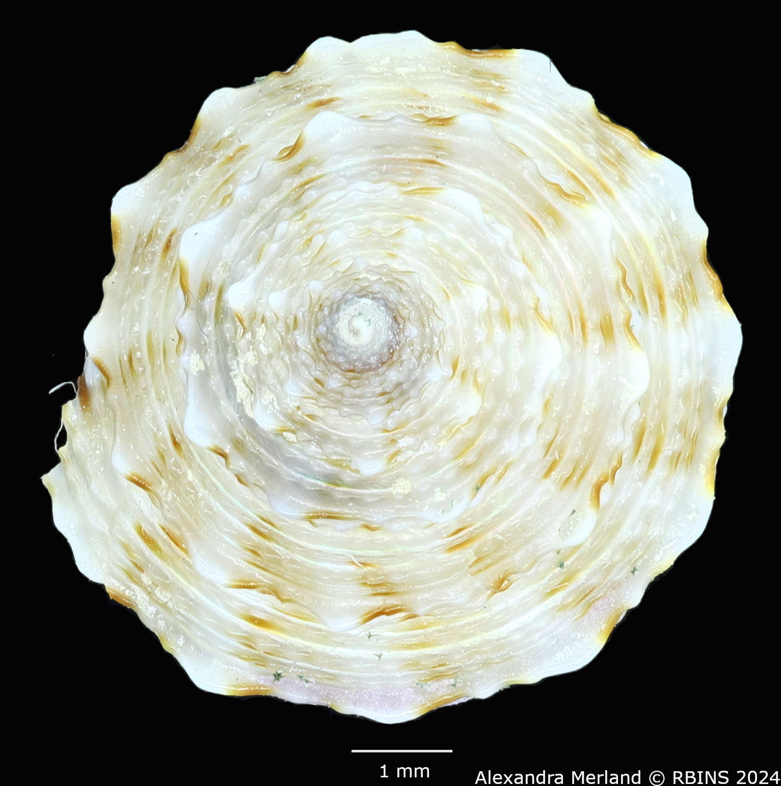 BE-RBINS-INV-MT-489-Calliostoma-dedonderi-ht-D.jpg